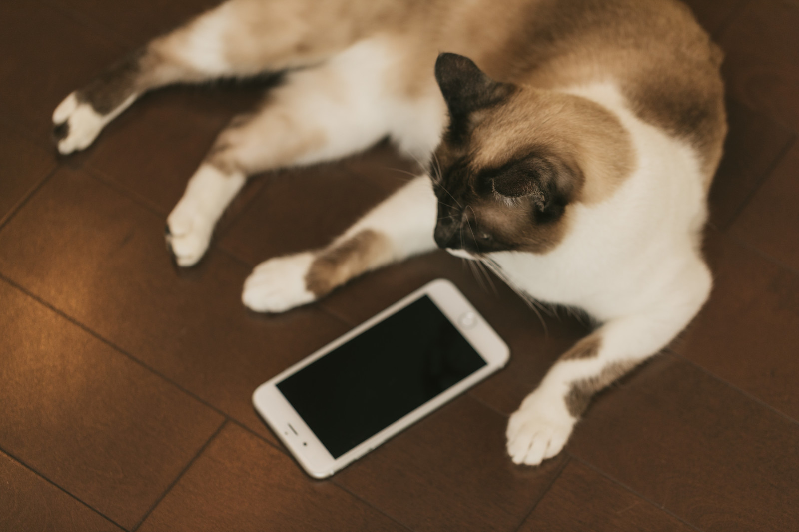 猫とネットサーフィン